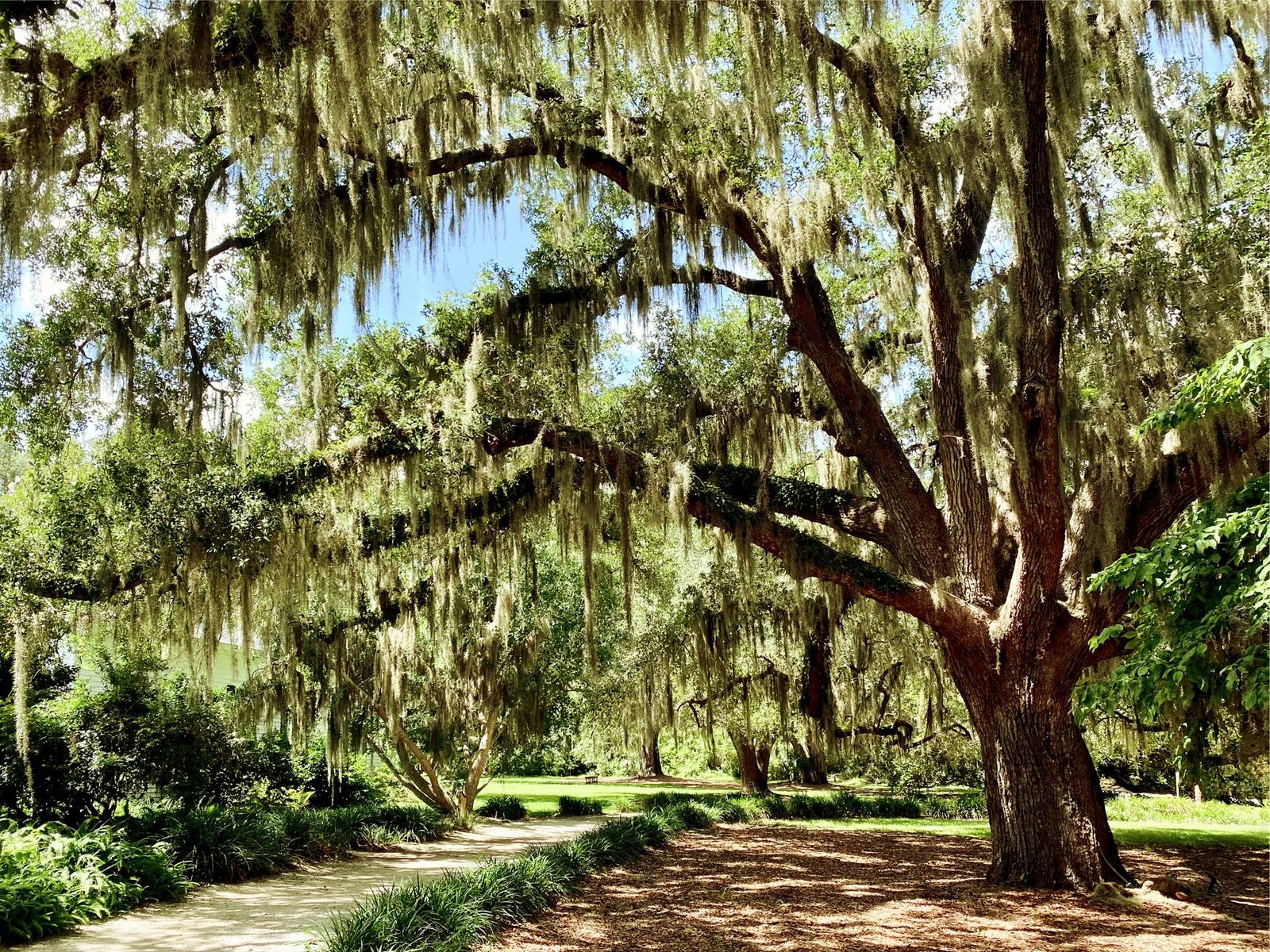 A wide oak tree hung with Spanish moss over a park path
